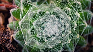 Closeup shot of a Sempervivum arachnoideum (galline e pulcini) Consigli Util photo