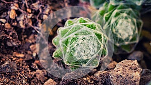 Closeup shot of Sempervivum arachnoideum (galline e pulcini) Consigli Util photo