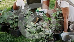 Closeup Shot Of Senior Couple Gardening Together Outdoors, Replanting Potted Flowers