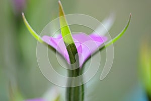 Closeup shot of sepals in a purple flower with a blurred background