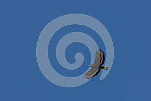 Serpent Eagle soaring in the blue sky