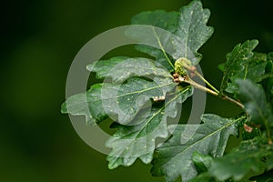 Closeup shot of sessile oak tree leaves and a bud against the isolated background