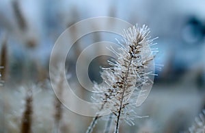 Closeup shot of a Setaria viridis plant