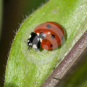 Closeup shot of a seven spot ladybird beetle resting on a green leaf.