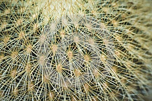 Closeup shot of sharp spikes on a cactus plant