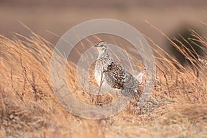 Closeup shot of a sharptail grouse in the sandhills of Nebraska, USA