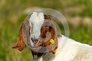 Closeup shot of a sheep in a farmland