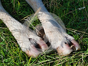 Closeup shot of sheep hoof on the green grass