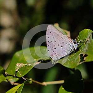 Closeup shot of a short-tailed blue butterfly sitting on a green plant in the forest