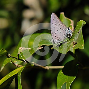 Closeup shot of a short-tailed blue butterfly sitting on a green plant in the forest