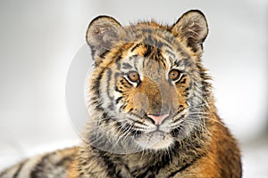 Closeup shot of siberian tiger cub portrait. Panthera tigris altaica