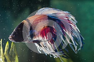 Closeup shot of sick betta fish in an aquarium