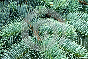 Closeup shot of a silver fir tree branch under the sunlight photo