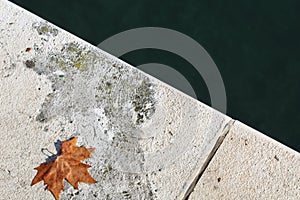 Closeup shot of a single autumn leaf isolated on ground under a sunlight