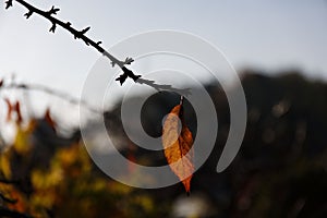 Closeup shot of a single autumn leaf on the tree branch