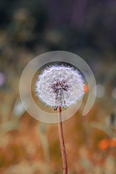 Closeup shot of a single puffy dandelion (Taraxacum officinale) on a blurred background
