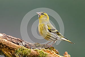 Closeup shot of a siskin bird perched on a mossy branch