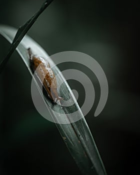 Closeup shot of a slug crawling on a green leaf in its natural environment.