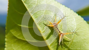 Closeup shot of a slug moth (Limacodidae) on a green leaf