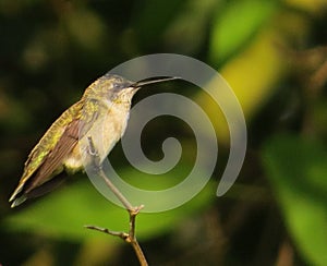 Closeup shot of a small bird with a thin beak belonging to the family of Coraciiformes