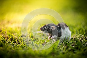Closeup shot of a small black and white mouse scurrying around on a grassy field