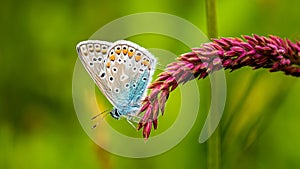 Closeup shot of a small, bright blue butterfly perched on a pant in a meadow setting.