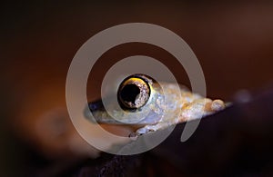 A closeup shot of a small frog with a blurred background