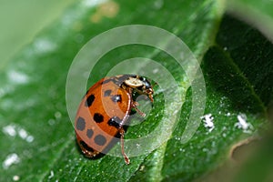 Closeup shot of a small ladybird hanging on to the surface of a leaf