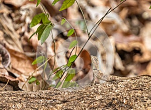Closeup shot of a small lizard crawling on a tree