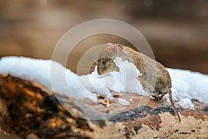 Closeup shot of a small mouse eating snow on a fallen wooden tree trunk in daylight