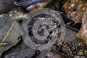Closeup shot of a small natterjack toad