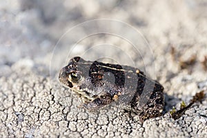 Closeup shot of a small natterjack toad