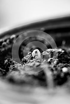 Tiny green sprout in soil black and white