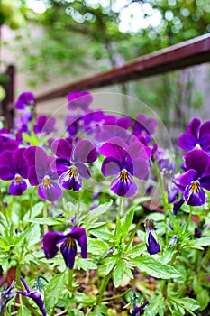 Closeup shot of small pansy flowers on blurred background