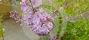 A closeup shot of small purple flowers