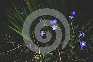 Closeup shot of small purple flowers near a plant