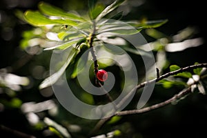 Closeup shot of a small red berry on a mezereon tree in the forest