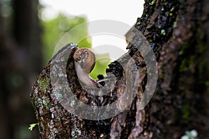 Closeup shot of a small snail on the tree