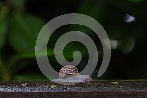 Closeup shot of a small snail on the tree