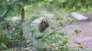 Closeup shot of a small squirrel on a tree branch in Canada