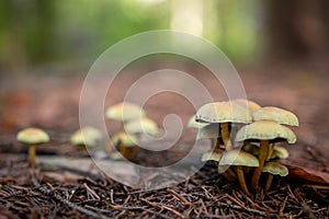 Closeup shot of small wild mushrooms growing in a forest
