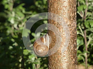 Closeup shot of a snail crawling on a thin sunlit tree trunk