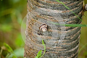 A closeup shot of a snail crawling on a tree trunk