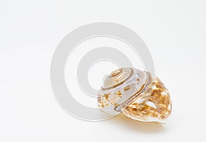 Closeup shot of a snail shell isolated on a white background