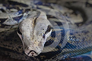 Closeup shot of a snake's head