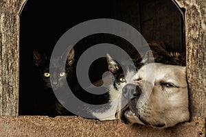 Closeup shot of the snouts of a sleeping dog and two awake cats