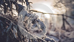 Closeup shot of snow-covered dried fern leaves in winter.