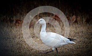 Closeup shot of a Snow goose walking in a rural place, vignette photography