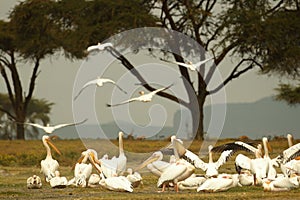 Closeup shot of snow gooses in the beautiful forest