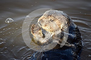 Closeup shot of a soaked sea otter sunbathing in the muddy lake